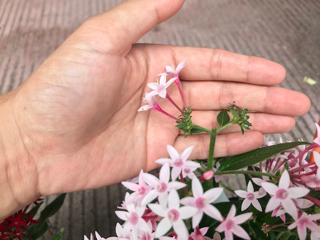 暑い夏におすすめの ペンタス を植えました 花がらの摘み方も写真付きで Komachiko Com