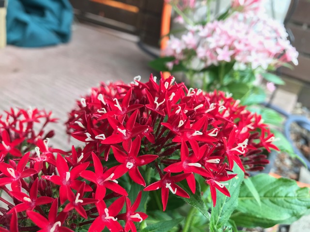暑い夏におすすめの ペンタス を植えました 花がらの摘み方も写真付きで Komachiko Com